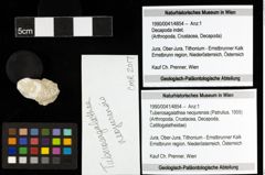 Foto (Objekt + Etiketten) von Tuberosagalathea neojurensis (Patrulius, 1959) 